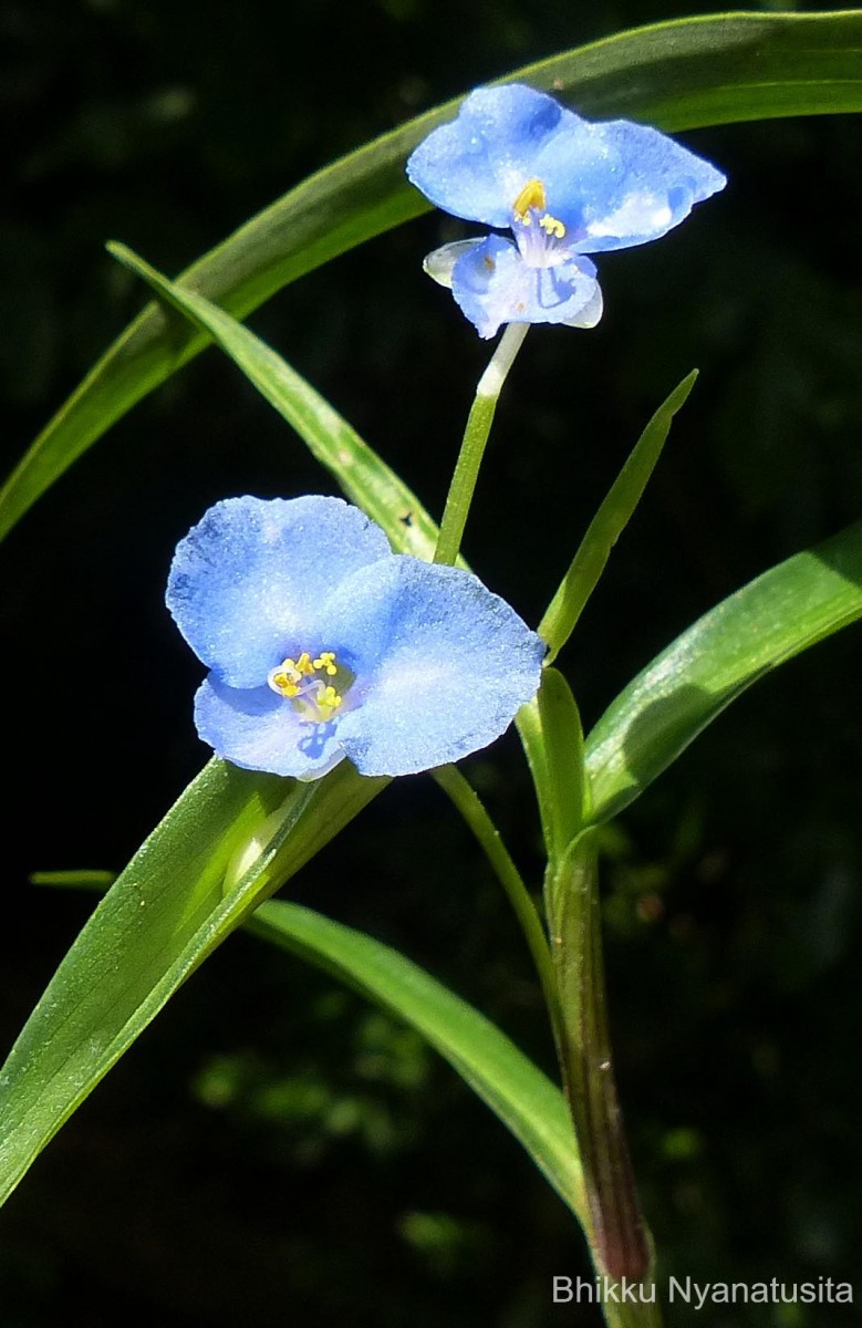 Commelina appendiculata C.B.Clarke